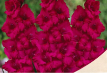  Gladiolus Candyman (Dark Pink) - Bulbs bn