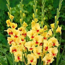 Gladiolus Jester (Yellow, Red) - Bulbs