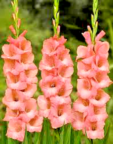 Gladiolus Big Time Supreme (Pink) - Bulbs