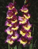 Gladiolus Eighth Wonder (Purple, Yellow) - Bulbs