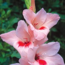 Gladiolus Enchantress (Pink) - Bulbs