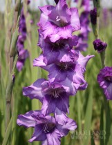  Gladiolus High Style (Violet) - Bulbs 