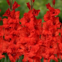 Gladiolus Hunting Song (Orange) - Bulbs