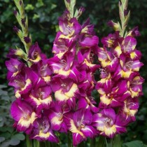 Gladiolus Morollo (Violet, Yellow) - Bulbs