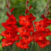 Gladiolus Read Majesty (Red) - Bulbs