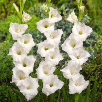 Gladiolus Thumbelina (White) - Bulbs