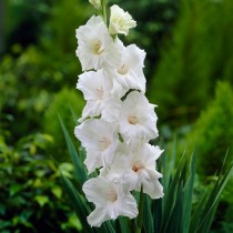 Gladiolus (Chipper White) - Bulbs