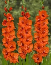 Gladiolus Wigs Sensation (Orange) - Bulbs 