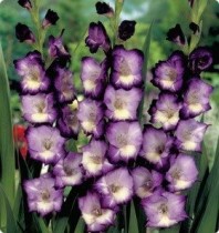 Gladiolus King Lynn (Violet, White) - Bulbs