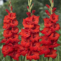 Gladiolus Eurovision (Red) - Bulbs