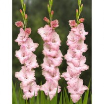 Gladiolus Puppy Tears (Pink, White) - Bulbs