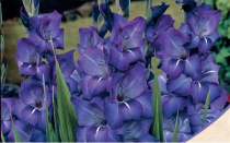 Gladiolus (Royal Blue) - Bulbs