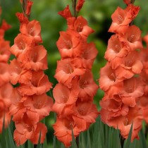 Gladiolus (Orange) - Bulbs