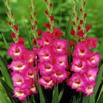 Gladiolus American Beauty (Pink) - Bulbs