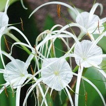 Hymenocallis littoralis, Spider Lily (White) - Bulb 