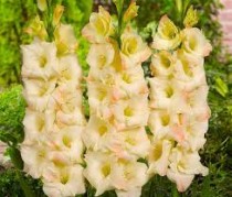 Gladiolus (Cream Color) - Bulbs
