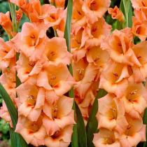 Gladiolus Saffron (Orange) - Bulbs