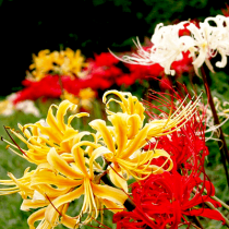 Lycorish, Spider Lily (Random Color) - Bulbs set of 5 piece