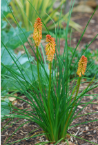 Kniphofia, Torch Lily (Mix Color) - Bulbs