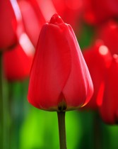 Tulip Parade (Red) - Bulbs