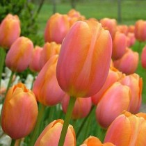 Tulip Salmon Van eijk (Pink) - Bulbs