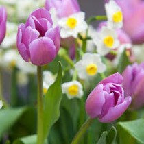 Tulip Alibi (Pink) - Bulbs 