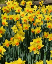  Daffodil Fortissimo (Yellow) - Bulbs