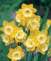 Daffodil Pipit Intrigue (Yellow) - Bulbs 