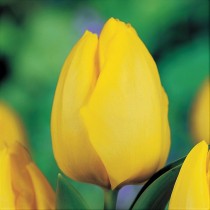 Tulip Kikomachi (Yellow) - Bulbs