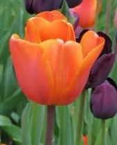 Tulip Annie Schilder (Orange) - Bulbs