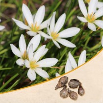 Zephyranthes Lily, Rain Lily (White) - Bulbs 