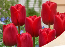 Tulip Arie Hoek (Red) - Bulbs 