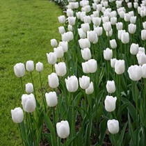 Tulip Agrass (White) - Bulbs 