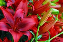 Tulip Abba (Red) - Bulbs