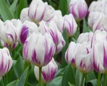 Tulip Flamingo Flag (White, Purple) - Bulbs