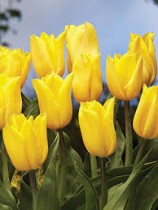 Tulip (Strong Gold) - Bulbs 