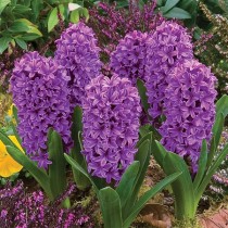 Hyacinth All Stars (Purple) - Bulbs