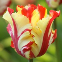 Tulip Flame (Yellow, Red) - Bulbs