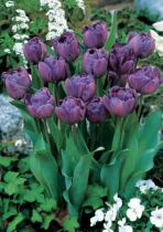 Tulip Diamond (Purple) - Bulbs