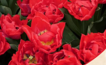 Tulip Redmar (Red) - Bulbs