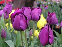 Tulip Negrita (Magenta) - Bulbs 