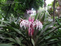 Crinum Lily (Red) - Bulbs 