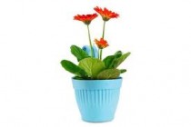 7 Inch Dzire Pot Assorted Color