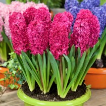 Hyacinth Jan Bos (Pink) - Bulbs 