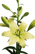 Asiatic Lily, Trebbiano Longiflorum (Soft Yellow) - Bulbs