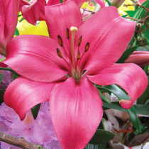Constable Longiflorum Asiatic Lily (Maroon) - Bulbs