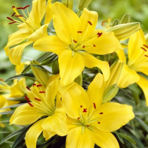 Malesco Asiatic Lily (Yellow) - Bulbs 