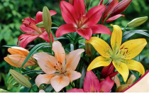 Asiatic Lilies (Mix Color) - Bulbs (lillium)