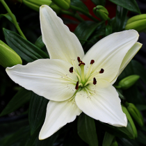 Asiatic Lily (White) - Bulbs 