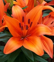 Asiatic Lily (Orange) - Bulbs